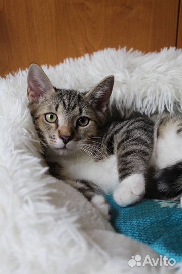 Котенок 4 месяца