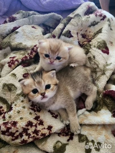 Продаётся кошечка британская золотая шиншилла