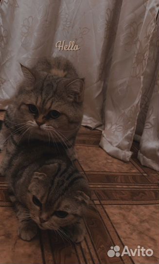 Кот для вязки