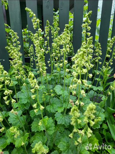 Элмера кустистая