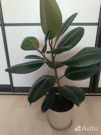 Фикус каучуконосный