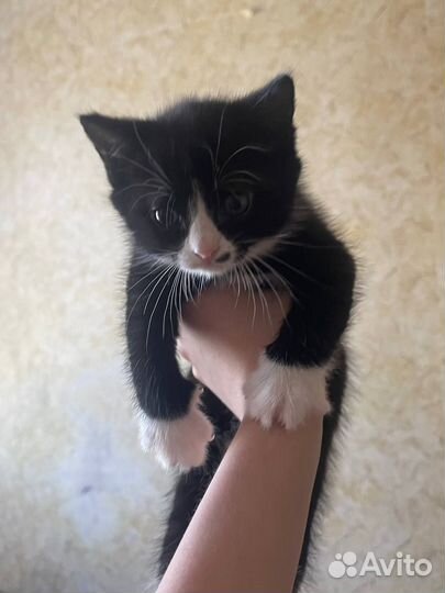 Котики бесплатно в добрые руки