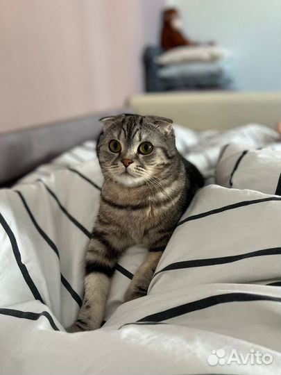 Отдам кота в добрые руки