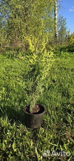 Туя Брабант