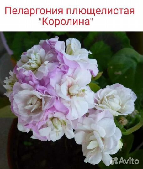 Пеларгония герань