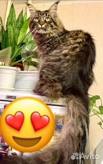 Котята мейн-кун