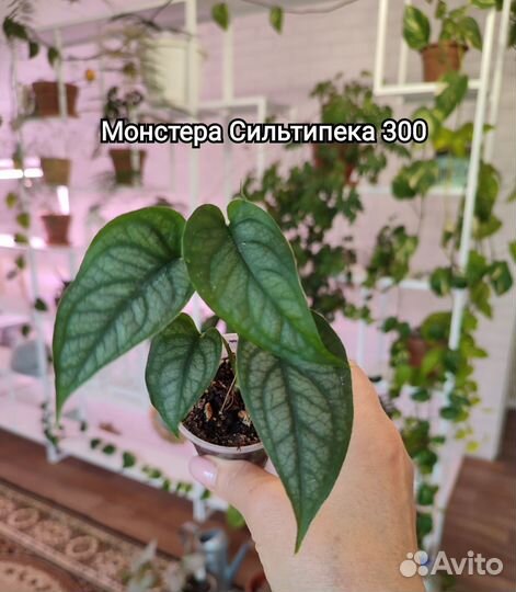 Комнатные растения