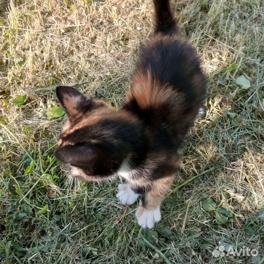 Бездомный котенок девочка