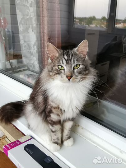 Котики ищут дом