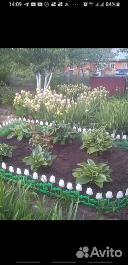 Ирисы бородатые