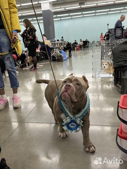 Американский булли вязка