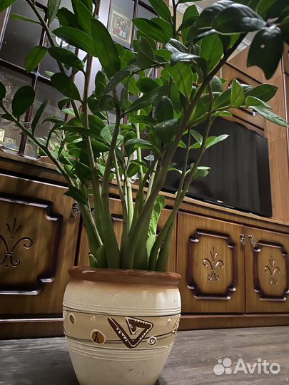 Замиокулькас