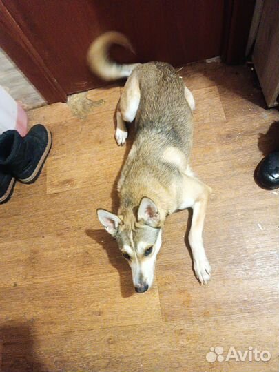 Собака в дар