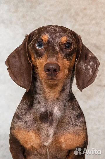 Вязка миниатюрная мраморная такса