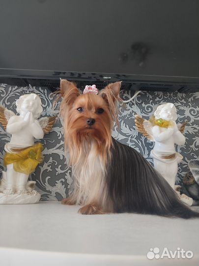 Йоркширский терьер мини