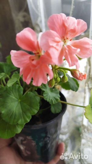 Пилоргонии