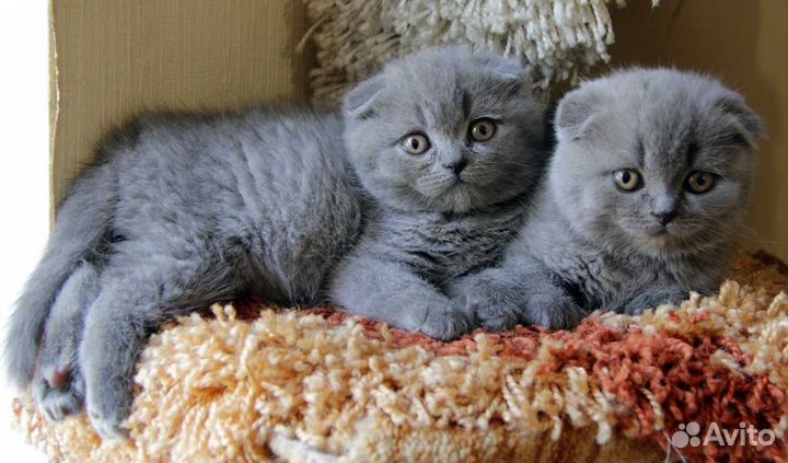 Шотландские девочки