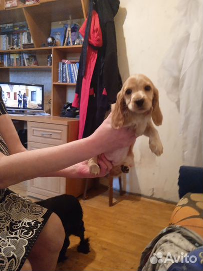 Русский спаниель