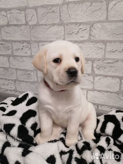 Продам щенка лабрадора