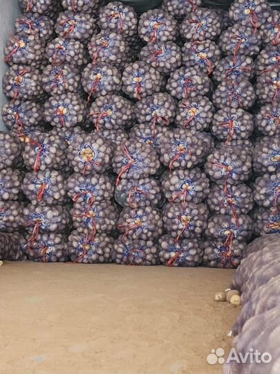 Семенной картофель