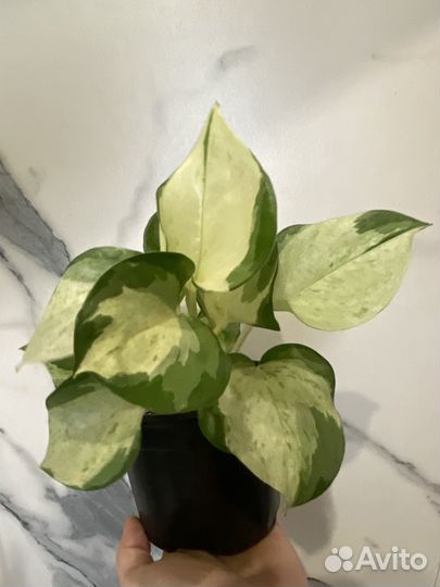 Сциндапсус марбл квин