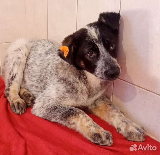 Щенок мальчик 3 мес