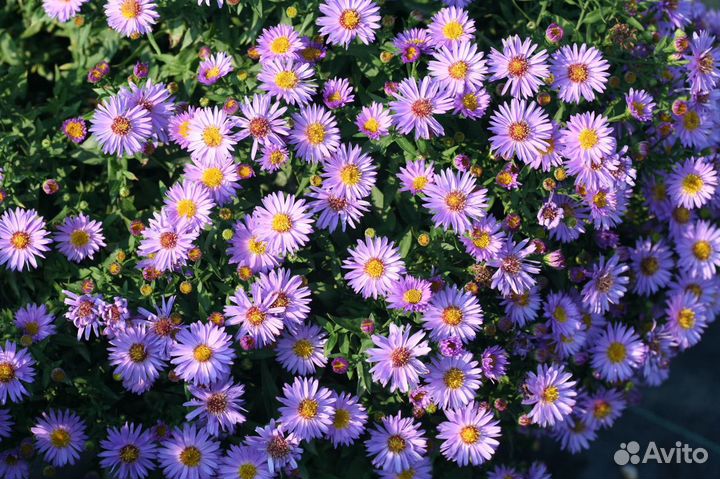 Саженцы Астра Азов