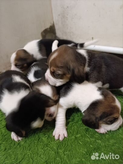 Щенки Бигль мальчик и девочка