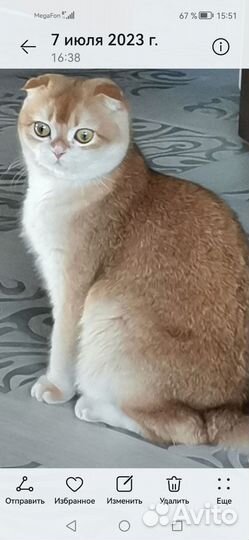 Продаю кошечку 2 года