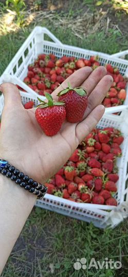 Рассада ремонтантной и обычной клубники