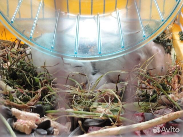 Джунгарские хомячки. Родились 03.05.2024г