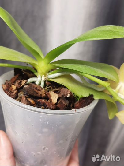 Орхидея Мастерпис