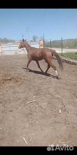 Лошадь кобылы