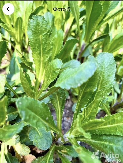 Ромашка садовая,белая