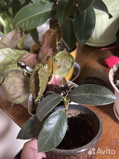 Фикус мелани