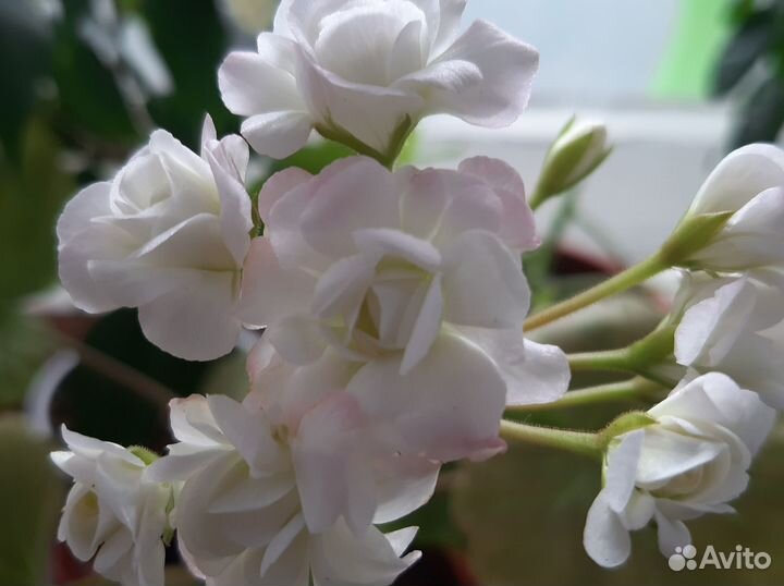Пеларгония зональная Апрельский снег / April Snow