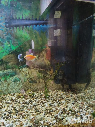 Аквариум 100 литров