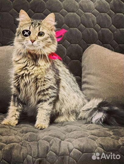 Особенная красавица котёнок подросток