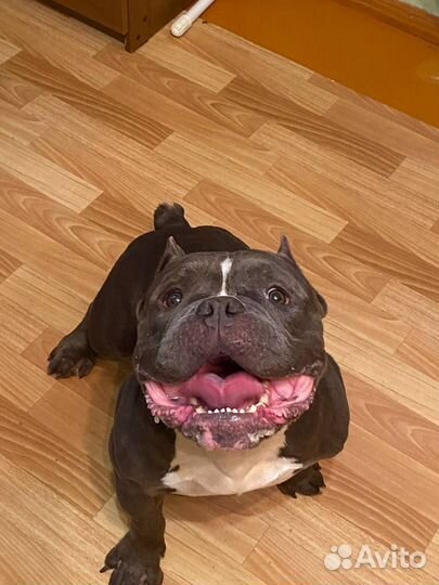 Вязка собак американский буль