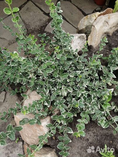 Бересклет Форчена