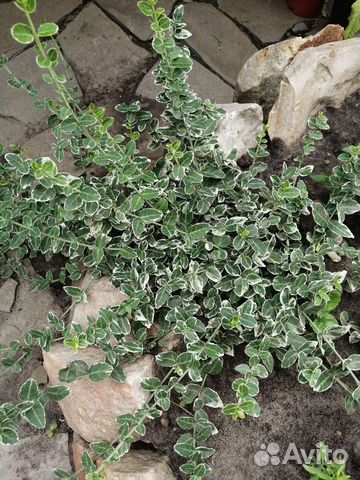 Бересклет Форчена