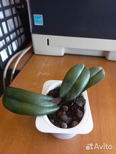 Орхидея фаленопсис детка