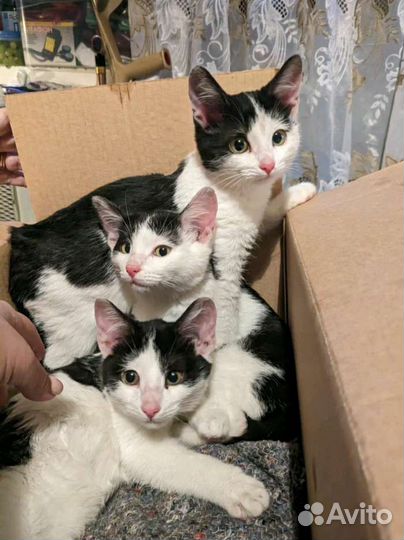 Котята ищут приют