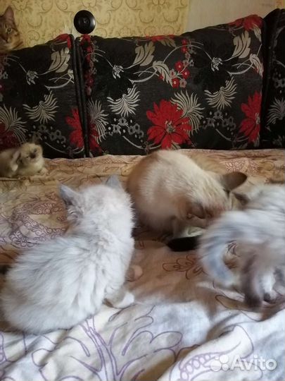 Тайские котята