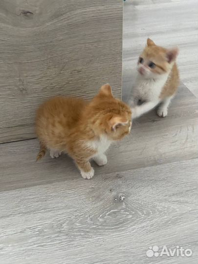 Кошки в добрые руки бесплатно