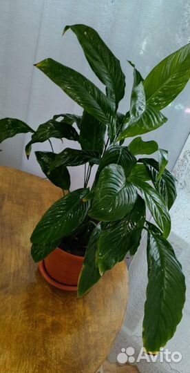 Спатифиллум