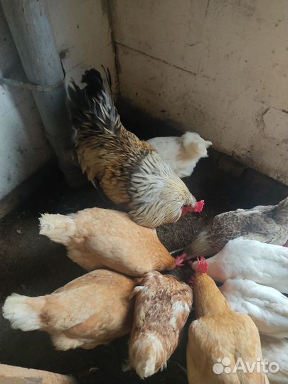 Продаю петуха
