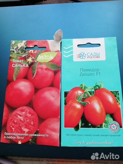 Рассада помидор