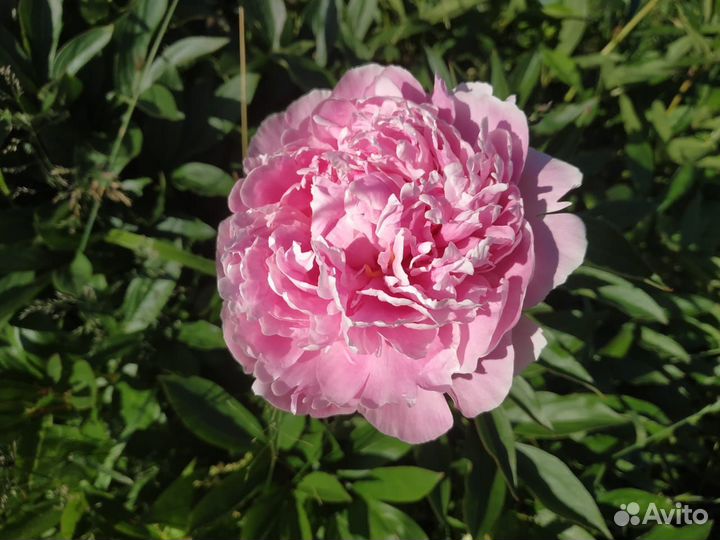 Пион Сара Бернар саженцы