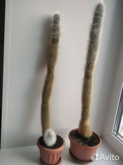 Кактусы разные